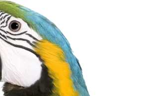 К чему снится попугай