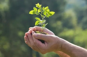 К чему снятся саженцы