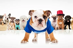 К чему снится собака