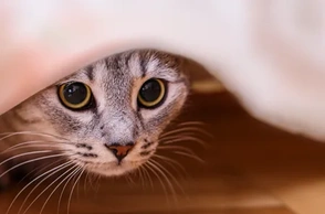 К чему снится прятаться