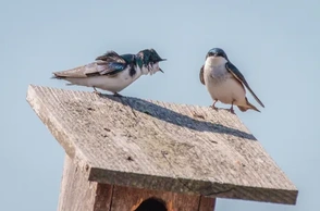 К чему снится размолвка
