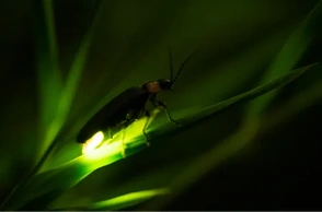 К чему снятся светлячок