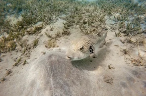 К чему снится севрюга