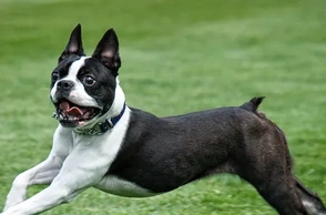 К чему снится терьер