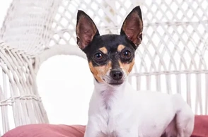 К чему снится тойтерьер