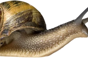 К чему снится улитка