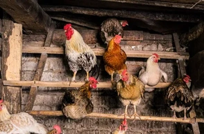 К чему снится курятник