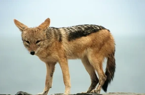 К чему снится шакал