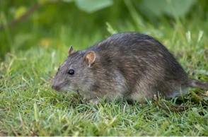 К чему снятся крысы