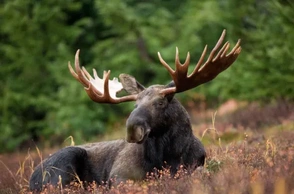 К чему снится лось