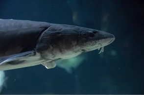 К чему снится осётр