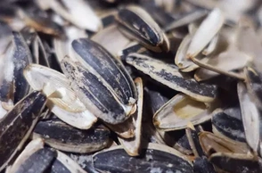 К чему снится шелуха от семечек