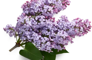 К чему снится сирень