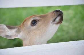К чему снится маленький олененок