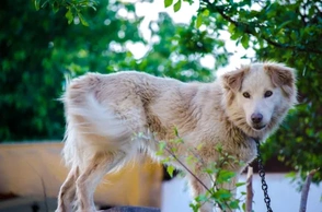 Видеть во сне собаку на цепи