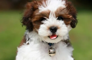 К чему снится маленький зверек