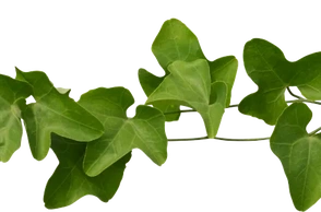 К чему снится лоза