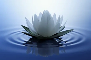 К чему снится лотос