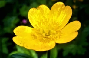 К чему снится лютик