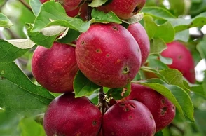 К чему снятся черви в яблоке