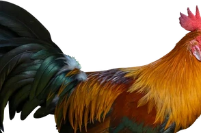 Во сне убить петуха