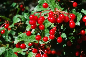 К чему снится подавиться во сне