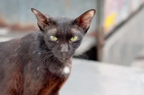 К чему снится облезлая кошка