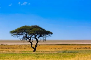 К чему снится акация