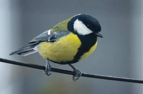 К чему снится синица в доме