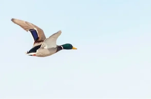 К чему снится охота на уток