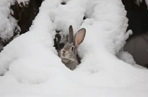 К чему снится заяц белый