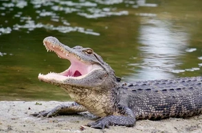 К чему снится аллигатор