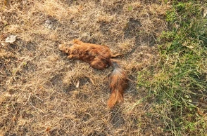 К чему снится мертвая белка