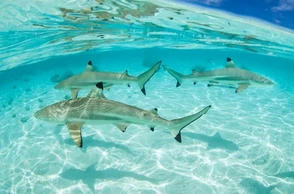 К чему снится акула в бассейне