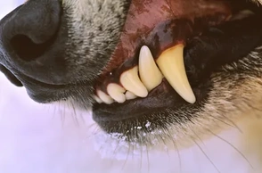 К чему снится гладить волка