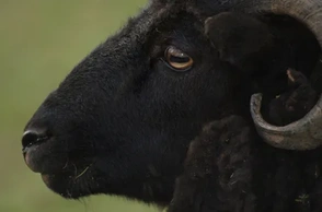 К чему снится баран с рогами