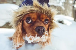 К чему снится бить собаку палкой