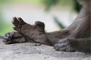 К чему снится обезьяна на руках