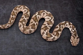 К чему снится змея в постели