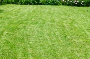 К чему снится зеленый газон