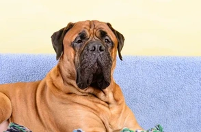 К чему снится гладить большую собаку