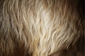 К чему снится шерсть животного