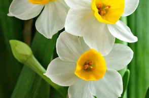 К чему снится нарцисс