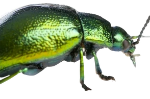 К чему снится насекомое