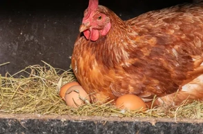 К чему снится курица несушка