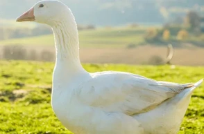 К чему снится гусь