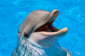 К чему снится дельфин