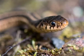 К чему снятся маленькие змеи