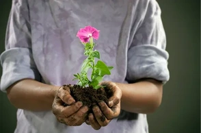 К чему снится сеять цветы