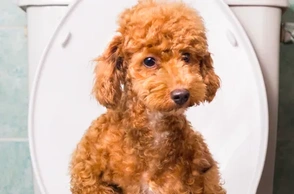 К чему снится какать в унитаз